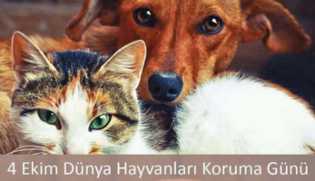 4 Ekim Dünya Hayvanları Koruma Günü!